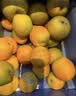 京觅秭归应季脐橙湖北鲜橙榨汁爽口净重8斤单果150g+新鲜水果源头直发 实拍图