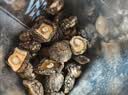 十月稻田 金钱菇 200g 干香菇 小香菇 山珍菌菇干货 煲汤火锅炒菜食材 实拍图