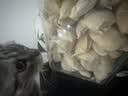 WEYES冻干鸡小胸500g桶装宠物猫狗零食肉干营养高蛋白适口性好 实拍图