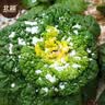 北蔬黄心乌塌菜种子苗奶油黄心菜蔬菜籽 皇欣1号黄心菜种子20g约1万粒 实拍图