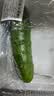 【水果菜】东北旱黄瓜约550g 实拍图