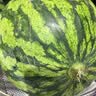京鲜生 无籽麒麟西瓜 1粒净重7-9斤 生鲜水果源头直发包邮 实拍图