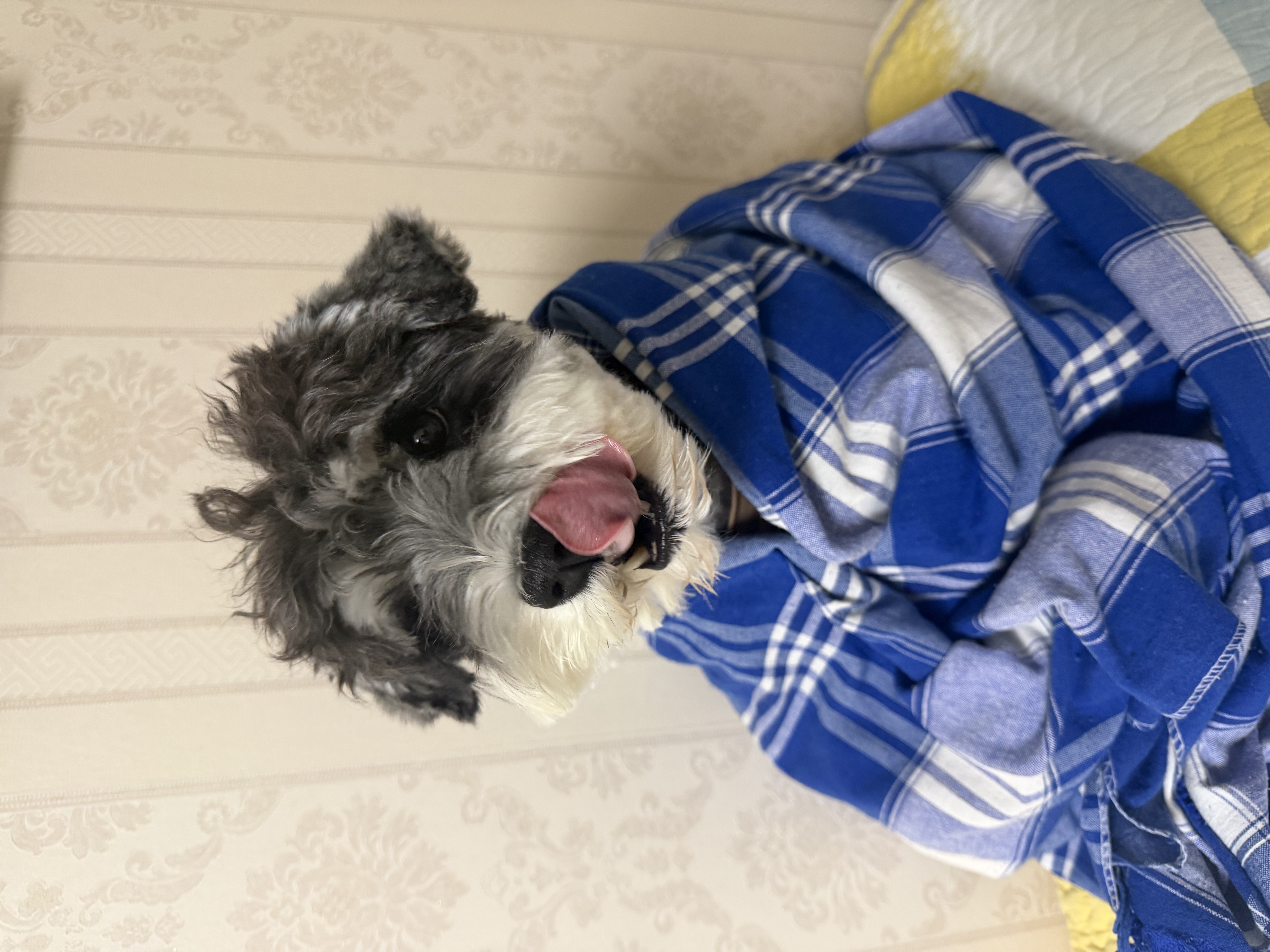 汪爸爸鲜肉全价犬粮泰迪柯基幼犬成犬冻干清火通用狗粮 鸭肉梨犬粮2kg 实拍图
