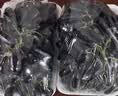 京地达云南蓝宝石葡萄美人指黑提净重3.6斤单果8g+新鲜水果源头直发包邮 晒单实拍图