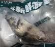 鲜活桂鱼400-500g 实拍图