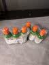 TheraBreath凯斯博士漱口水温和0酒精清新口气473ml*3瓶 实拍图