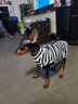ISPET狗狗衣服宠物泰迪猫咪衣服金毛大中小型犬薄款四季通用&新疆棉 黑色-部分码数升级两袖 S 建议2-4斤 实拍图