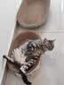疯狂的主人猫抓板窝碗形超大号猫抓盆不掉屑猫窝宠物猫玩具瓦楞纸猫爪板 实拍图