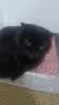 喔喔（WOWO）全价猫粮 经典大蓝包冻干三鲜 成猫通用猫干粮囤货装 鳕鱼虾6kg 实拍图