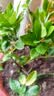 栀子花盆栽四季卉植物室内绿萝绿植茉莉花带花苞开花好养树苗植物 【带花苞】精品90#栀子花（原盆土） 送营养液 实拍图