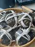 【活蟹】漁家师傅大闸蟹全母3.0-3.3两8只去绳足重鲜活螃蟹现货生鲜水产礼盒金秋送礼 实拍图