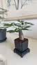 水培植物铁树小盆栽办公室内微景观桌面创意好养易活绿植花卉盆景 发财树盆栽 舍得盆加底托 高度15-25cm 实拍图
