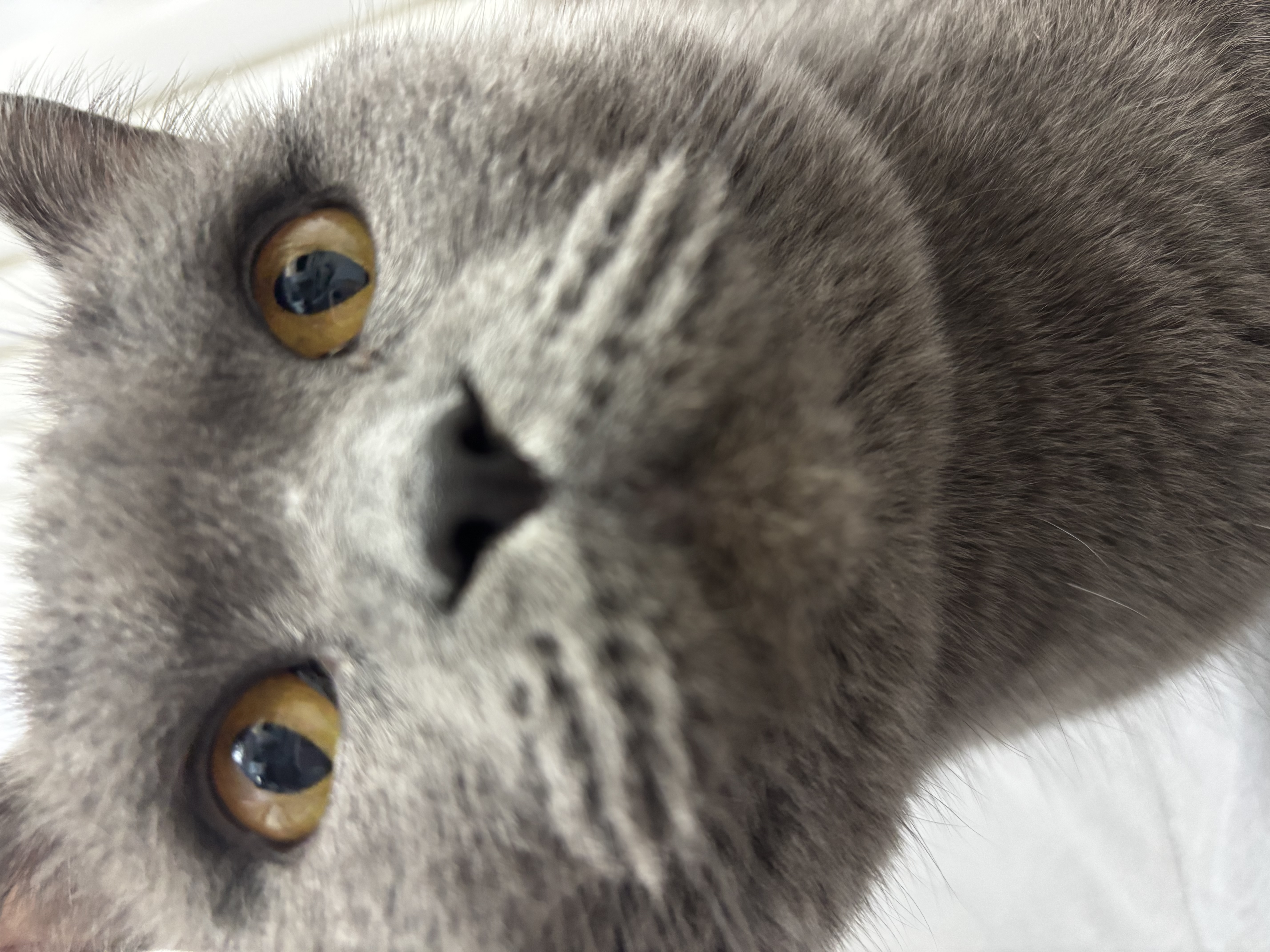 普安特宠物猫咪驱虫药驱虫体内外一体幼成虫跳蚤犬虱非泼罗尼爱滴克套装 实拍图