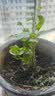 茉莉花苗盆栽带花苞九里香老桩驱蚊花卉植物室内浓香四季开花好养 小份茉莉花【2-3颗】一点苞   不含盆 实拍图