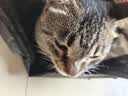 pidan经典混合猫砂 豆腐膨润土混合 3.6kg款4包装 实拍图
