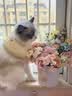 佩玛思特PetMaster深海鱼系列猫粮成猫去毛球猫粮2kg 实拍图