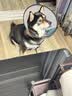 憨憨乐园伊丽莎白圈耻辱圈狗狗项圈猫头套项圈宠物狗脖套防咬圈狗用品3号 实拍图