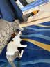 pidan猫砂 木薯猫砂混合膨润土猫砂 快速吸水易结团 2.4kg款4包装 实拍图