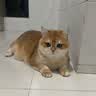 自然光环Halo猫粮成猫【新品】纯鲜肉 健美体态 成猫粮 鸡肉味2.5kg 实拍图