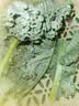 新鲜羽衣甘蓝生鲜蔬菜嫩叶云南甘兰芥蓝西餐沙拉榨汁减脂直播间 羽衣甘蓝减脂尝鲜装1斤 实拍图