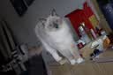 普安特宠物猫咪驱虫药体内外一体驱虫内外同驱跳蚤耳螨蛔虫滴派0.8ml*4 实拍图