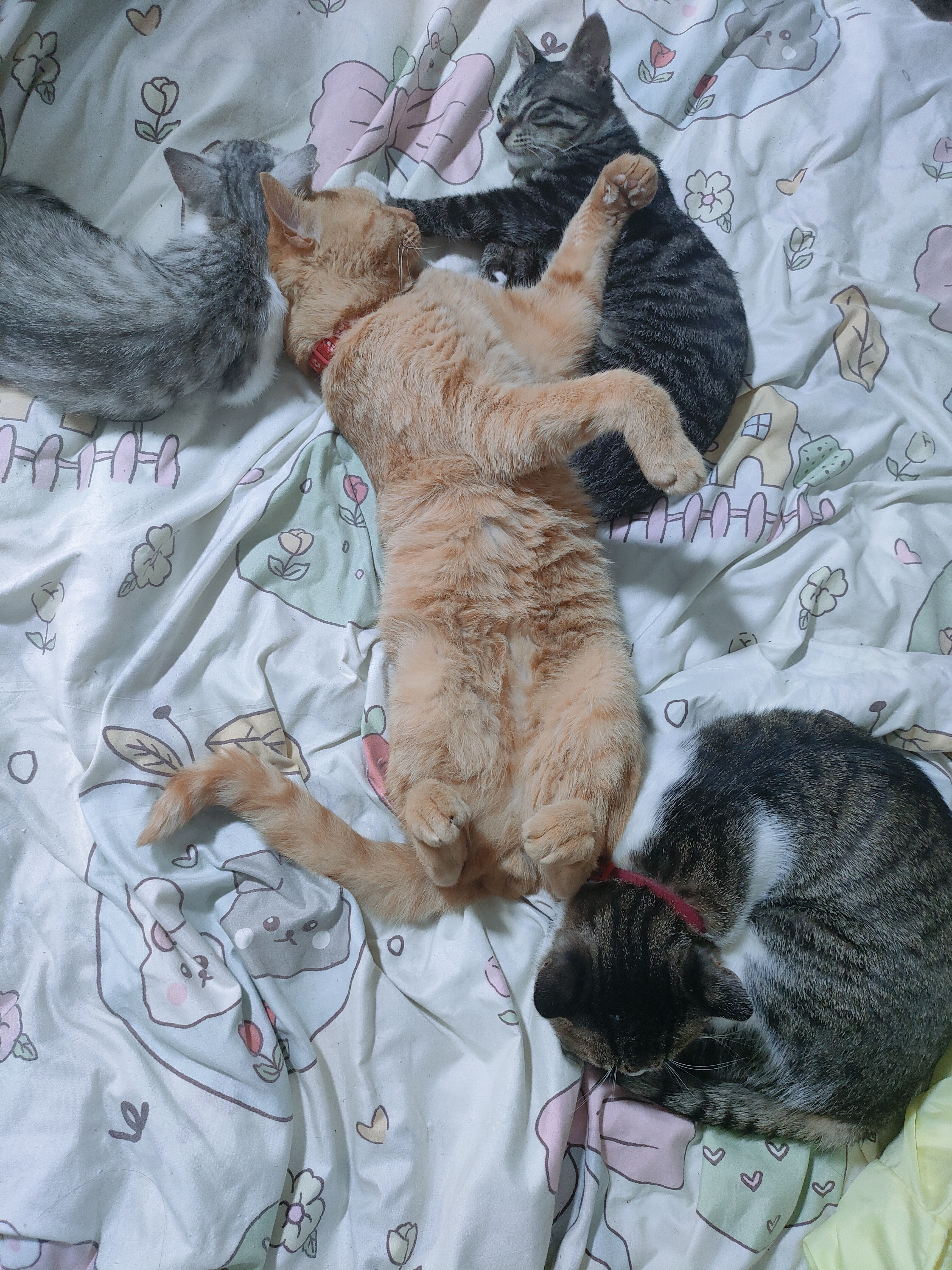七彩缦冻干猫粮5斤2.5kg宠物幼猫成猫全阶段流浪20猫咪主粮深海鱼 鱼味猫粮5斤 实拍图
