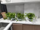 京东绿植绿萝盆栽除甲醛花卉绿植办公室新房净化空气180加仑4盆装源头直发 实拍图