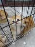 沃趣 猫砂2.0升级版低尘猫砂膨润土清香型猫砂强效除臭20斤易储存 实拍图