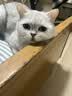 格吾安猫罐头猫主食罐猫湿粮成猫鲜肉慕斯鸡牛混合85g*6 实拍图