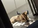 约克先生狗狗磨牙棒耐咬中大小型犬宠物金毛泰迪零食狗骨头牛膝骨5支450g 实拍图