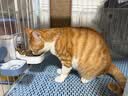 亿迪 冻干猫粮幼猫成猫全阶段布偶蓝猫布偶小包装5斤装 实拍图