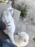 皇家猫粮 成猫猫粮 户外成猫 O30 通用粮 12月以上 4KG 实拍图