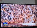 Vidda 海信电视50英寸 R50 一级能效 莱茵低蓝光护眼 智慧屏 以旧换新液晶家用游戏平板电视机50VR1Q 实拍图