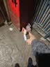 北京同仁堂 六味地黄丸 大蜜丸 9g*10丸  黑丸子 滋阴补肾 晕耳鸣腰膝酸软盗汗遗精 可搭配锁阳固精丸 实拍图