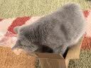 伟嘉主食猫罐头软包猫主食餐包湿粮 幼猫妙鲜包85g*12混合味 实拍图