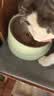 LEGENDSANDY蓝氏全价猫粮生鲜高能系列成猫幼猫 试用 试吃 猎鸟乳鸽 50g*5 实拍图