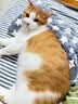 HELLOJOY狗垫子狗窝冬季保暖猫垫子宠物冬加厚猫窝睡觉用毛毯猫咪狗狗睡垫 实拍图