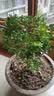 种花迷香水米兰花盆栽花卉绿植室内老桩带花苞四季开花好养驱蚊植物树苗 （花期带花苞）五年米兰【无盆】 含盆 实拍图