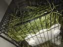 喜帅26年头茬提摩西草 烘干北提提草龙猫兔粮荷兰猪主粮磨牙零食500g 实拍图