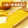 硃碌科 有机黄小米3斤罐装 朝阳黄金苗小米粥米 东北辽宁小黄米大金苗米 实拍图