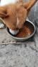 凯锐思中大型犬粮1-7岁成年犬全价粮金毛边牧宠物狗粮囤货装10kg 实拍图