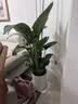 花财主天堂鸟盆栽办公室大型绿植客厅鸭脚木植物家用吸甲醛净化空气好养 6-7株天堂鸟1.4-1.5m【圆柱盆】 实拍图