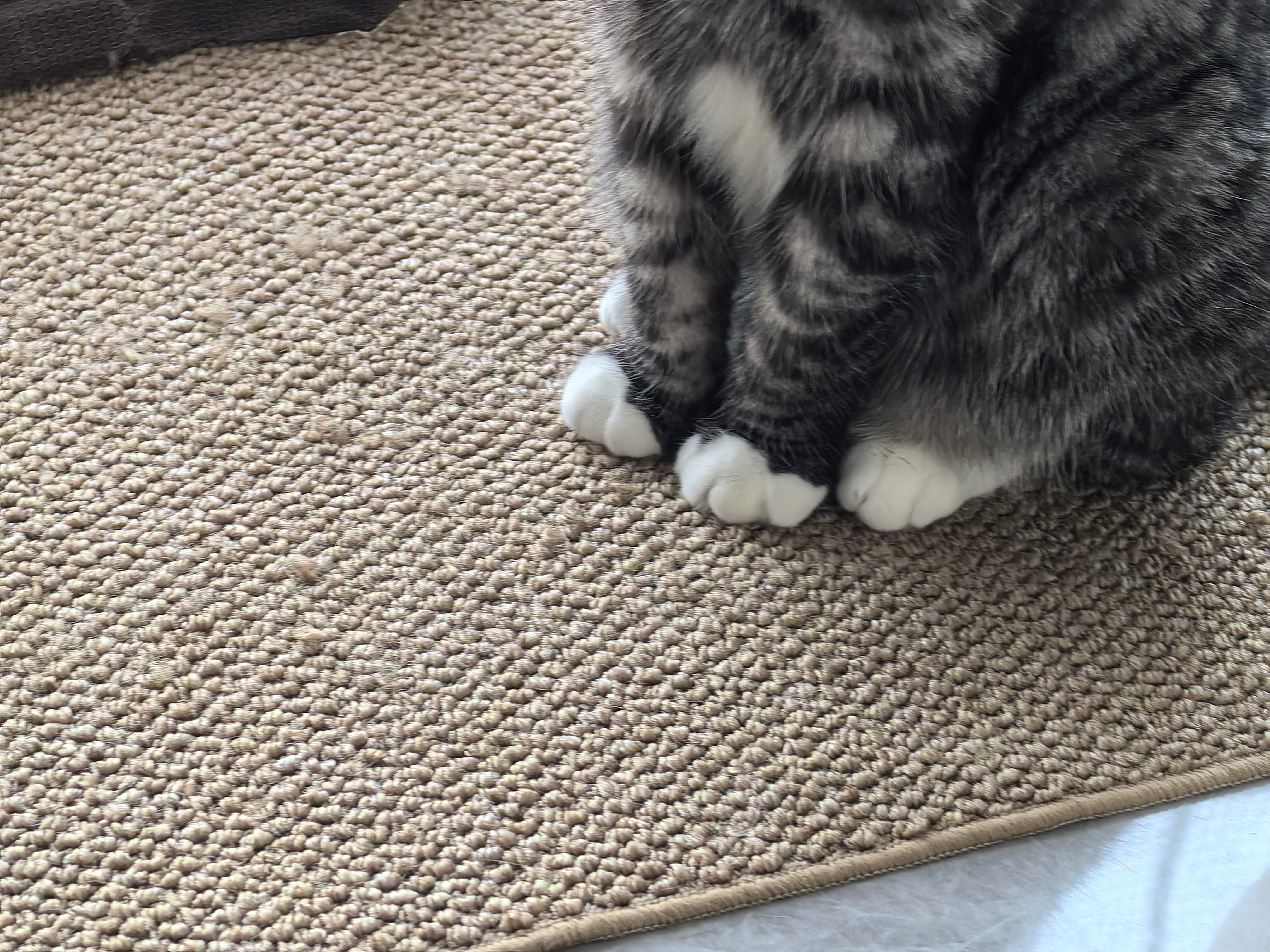 憨憨乐园防剑麻垫猫抓垫猫抓板不掉屑耐抓防猫爪猫垫子入户门地垫用品 实拍图