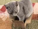 伟嘉主食猫罐头软包猫主食餐包湿粮 幼猫妙鲜包85g*12混合味 实拍图