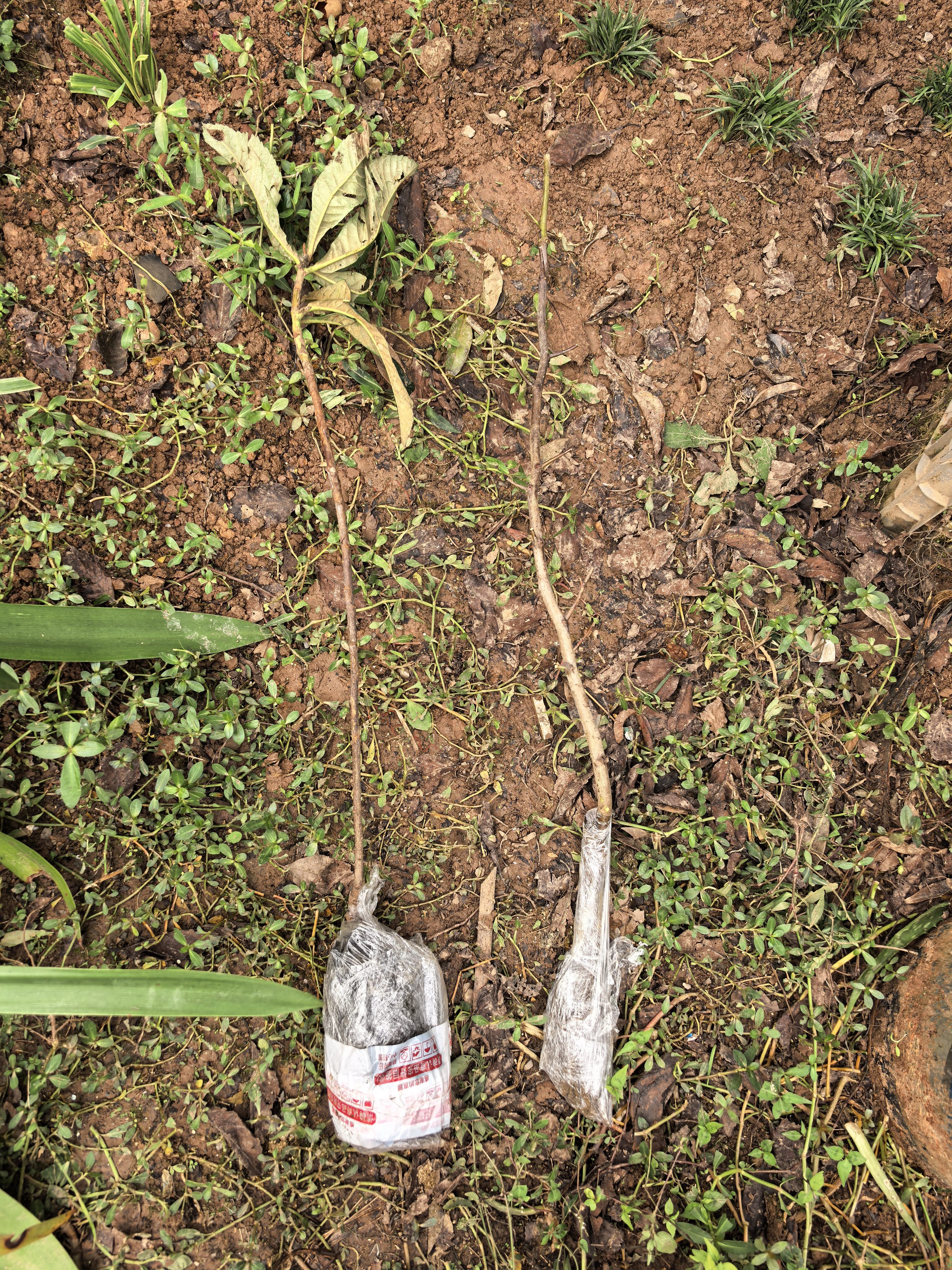 尔澜 1.5cm嫁接冬枣树苗甜度大果树苗庭院阳台露天种植水果苗源头直发 实拍图