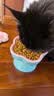 好主人猫条猫咪零食 喵舔酱火腿肠猫罐头白肉汤罐成猫幼猫通用营养开胃 10g*10条喵舔酱 实拍图