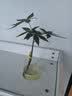 盛世泰堡玻璃花瓶水培透明水养植物插花大花瓶客厅餐厅装饰摆件直筒款1030 实拍图