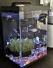 疯狂水草天然贝壳海螺适配小米鱼缸造景水族箱全套布景海星装饰生态摆件 溪流缸造景套餐（适合20-30cm鱼缸） 实拍图
