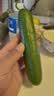 【水果菜】荷兰水果黄瓜约400g 实拍图