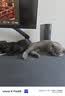 欢宠网猫薄荷球猫玩具猫咪磨牙自嗨解闷神器耐咬逗猫棒猫猫小猫幼猫宠物 实拍图